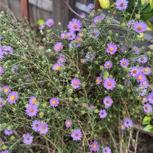 Meet your Posher, Brit